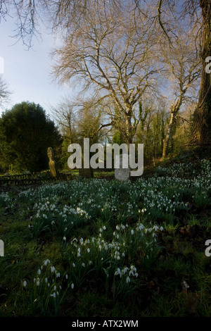 Schneeglöckchen Galanthus Nivalis in alten Kirchhof bei Turner Pfütze Dorset Stockfoto