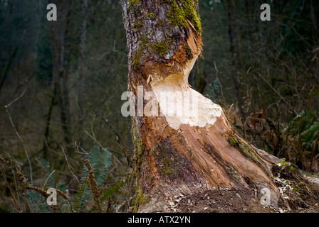 WoodlandLarge Baumstamm, die Hälfte von einem Biber nagte Stockfoto