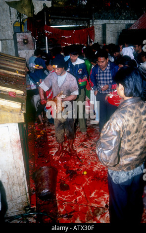 BUFFALO DASINKALI OPFER KHATMANDU TAL NEPAL JEDE WOCHE TAUSENDE VON ZIEGEN UND HÜHNER WERDEN IN DIESEM KLEINEN TEMPEL, KALI DIE HINDUISTISCHE GÖTTIN DER ZERSTÖRUNG PH DAN WEIß ZU BESCHWICHTIGEN GEOPFERT Stockfoto