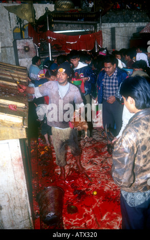 BUFFALO DASINKALI OPFER KHATMANDU TAL NEPAL JEDE WOCHE TAUSENDE VON ZIEGEN UND HÜHNER WERDEN IN DIESEM KLEINEN TEMPEL, KALI DIE HINDUISTISCHE GÖTTIN DER ZERSTÖRUNG PH DAN WEIß ZU BESCHWICHTIGEN GEOPFERT Stockfoto