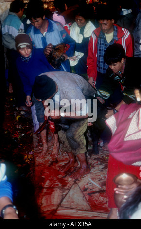 BUFFALO DASINKALI OPFER KHATMANDU TAL NEPAL JEDE WOCHE TAUSENDE VON ZIEGEN UND HÜHNER WERDEN IN DIESEM KLEINEN TEMPEL, KALI DIE HINDUISTISCHE GÖTTIN DER ZERSTÖRUNG PH DAN WEIß ZU BESCHWICHTIGEN GEOPFERT Stockfoto