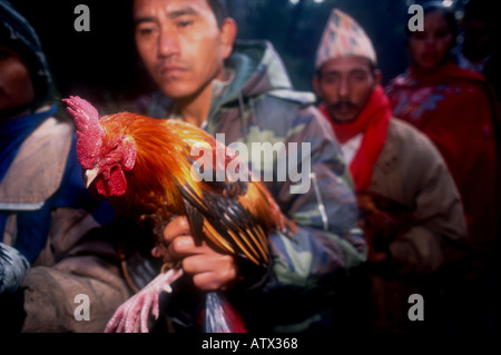 BUFFALO DASINKALI OPFER KHATMANDU TAL NEPAL JEDE WOCHE TAUSENDE VON ZIEGEN UND HÜHNER WERDEN IN DIESEM KLEINEN TEMPEL, KALI DIE HINDUISTISCHE GÖTTIN DER ZERSTÖRUNG PH DAN WEIß ZU BESCHWICHTIGEN GEOPFERT Stockfoto