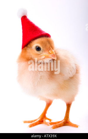 Rhode Island Red Küken mit Weihnachtsmütze auf weißem Hintergrund Stockfoto