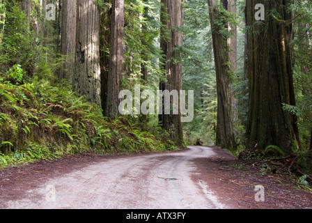 Howland Hill Road in Jedediah Smith Redwoods State Park, Kalifornien. Stockfoto