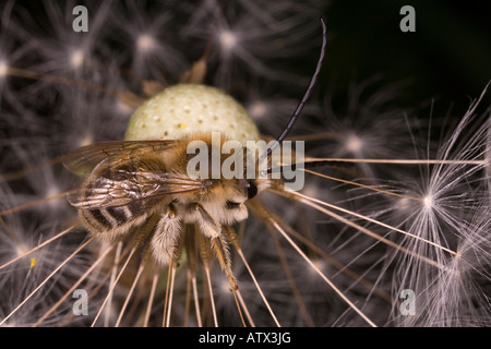 Eine lange gehörnte Biene, männlich, Eucera longicornis, solitäre aculeate hymenoptera Frankreich Stockfoto