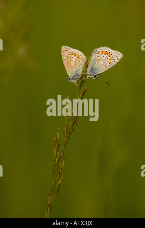 Paar von gemeinsamen Blues (Polyommatus Icarus) Schlafplatz auf dem Rasen Stockfoto