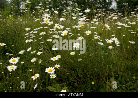 Oxeye Daisy oder Mond Daisy Anthemum Vulgare Chrysanthemum Vulgare im Grünland Stockfoto