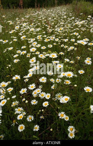 Ochsenblüten oder Mondblüten, Leucanthemum vulgare, (Chrysanthemum vulgare) im Grasland Stockfoto