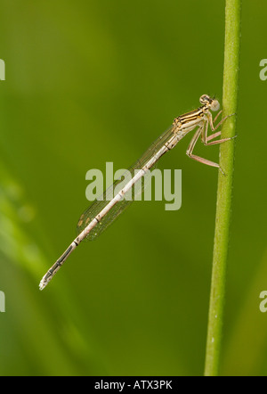 Weibliches blaues Federbein, oder weißbeinige Damselfliege, Platycnemis pennipes, besiedelt Stockfoto