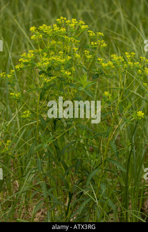 Sumpfspurge, Euphorbia palustris, im Feuchtgebiet Stockfoto