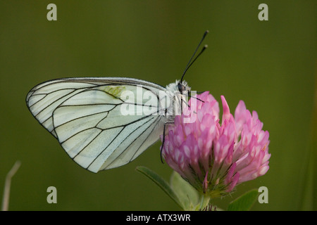 Schwarz geäderten weißer Schmetterling (Aporia Crataegi) auf Rotklee, Nahaufnahme Stockfoto