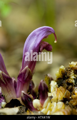 Lila Zahnkraut, Lathraea clandestina, parasitär auf Pappeln und anderen Bäumen Frankreich Stockfoto