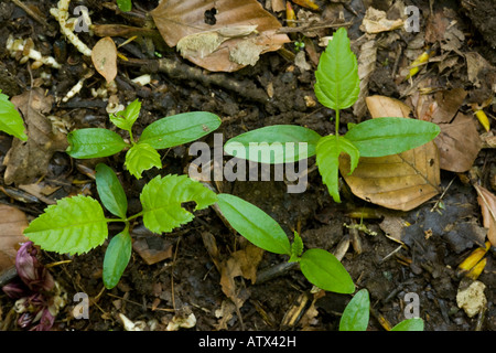 Sämlinge von Asche Baum Fraxinus Excelsior auf Waldboden Stockfoto