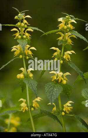 Gelbe Erzengel Lamiastrum Galeobdolon in Blüte im Frühjahr Wald Altanlage in UK Stockfoto