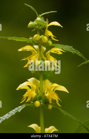 Gelbe Erzengel Lamiastrum Galeobdolon in Blüte im Frühjahr Wald Altanlage in UK Stockfoto