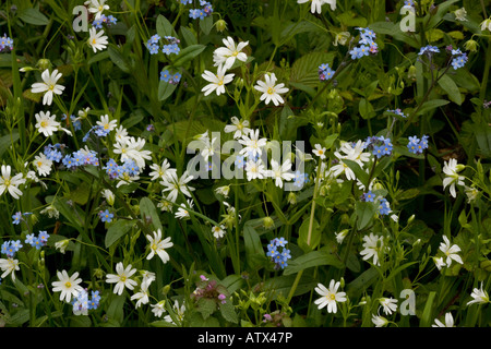Frühling Waldblüten Mischung größere Stitchwort Stellaria holostea und Holz Vergiss mich nicht, Myosotis sylvatica Cumbria Stockfoto
