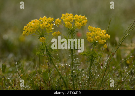 Zypressenspurge, Euphorbia cyparrisias, im Regen sehr selten in Großbritannien Stockfoto