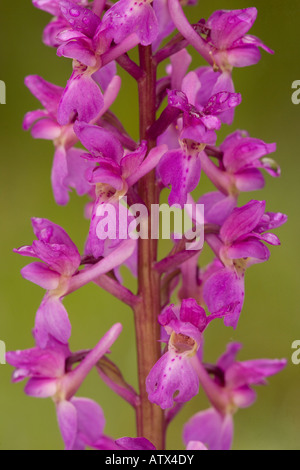 Frühe violette Orchidee, Orchis mascula in der Blume Stockfoto