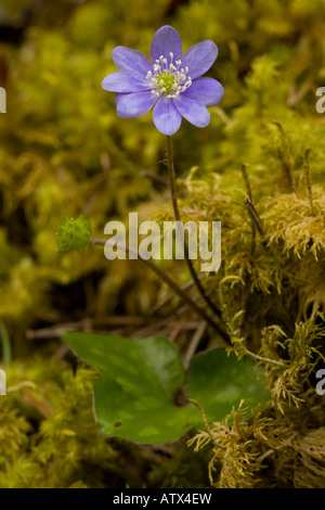 Leberblümchen Hepatica Triloba blüht in moosigen Wald Frankreich Stockfoto