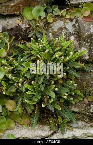 Rostiger Hinterfarn, Ceterach officinarum, an der alten Mauer Lakle District Stockfoto