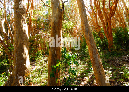 Nationalpark Los Mapuches, Peninsula de Quetrihue, Neuquen, Argentinien, Südamerika Stockfoto