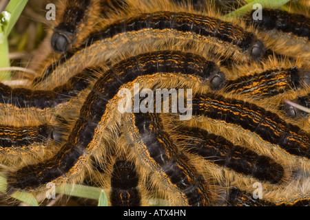 Masse der Lakai Moth Raupen (Malacosoma Neustrien) auf dem Rasen, Nahaufnahme Stockfoto