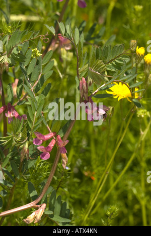 Eine Wicke Vicia Pannonica SSP. Striata Vercors Mts Stockfoto