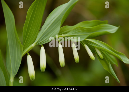 Eckige Salomonssiegel (Polygonatum Odoratum) in Blüte, Nahaufnahme Stockfoto