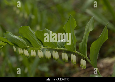 Eckige Solomon s Dichtung Polygonatum Odoratum in Blüte Stockfoto