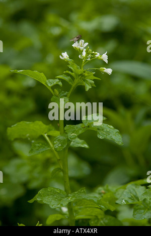 Große Bitterkresse, Cardamine amara, in Blüte Heller Wald Stockfoto