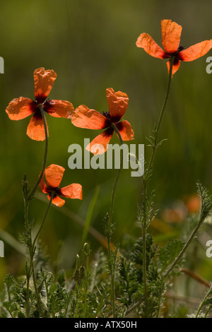 Stachelige Mohnblume Papaver Argemone in seltenen Acker-Unkraut Blume im Königreich Stockfoto