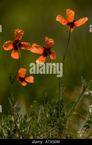 Stachelige Mohnblume (Papaver Argemone) in Blüte. Seltenen Acker-Unkraut in UK Stockfoto