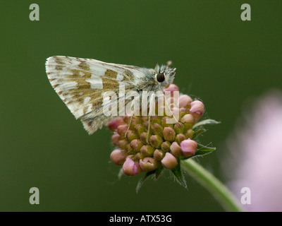 Oberthur's Grizzled Skipper, Pyrgus armoricanus auf scabious Alpen Stockfoto