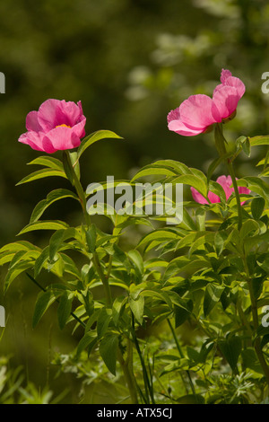 Eine wilde Paeony Paeonia Officinalis Julischen Alpen Stockfoto