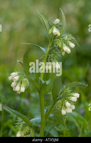 Gemeinsamen Beinwell Symphytum officinale Stockfoto