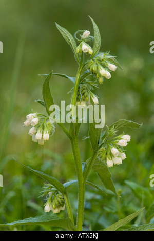 Gemeinsamen Beinwell Symphytum officinale Stockfoto