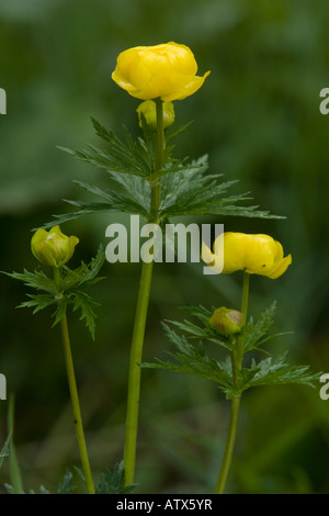 Globus Blumen Europaeus Trollblume in alten Grünland Stockfoto