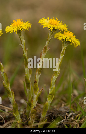 Gemeinsamen Huflattich Tussilago Farfara in Blüte zeitigen Frühjahr Stockfoto