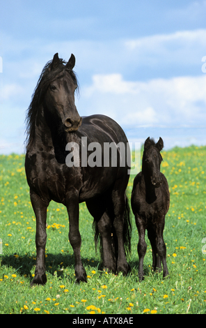 Friesisches Pferd. Stute und Fohlen stehen auf einer Wiese Stockfoto