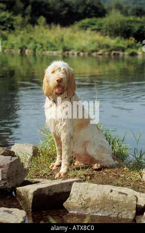 Spinone Italiano Hundesitting - am Ufer Stockfoto