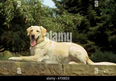 Labrador Retriever Hund - liegend auf Wand Stockfoto