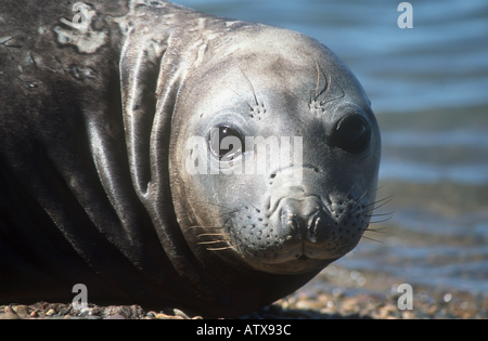 junge southern Elephant seal - Porträt / Mirounga Leonina Stockfoto