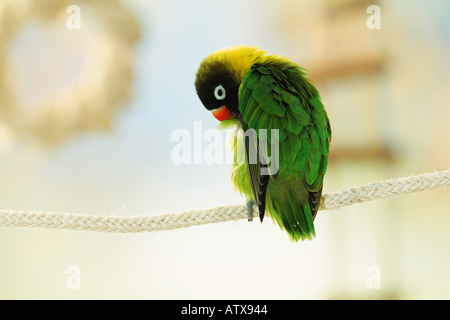 maskierte Lovebird selbst putzen / Agapornis Personata Stockfoto