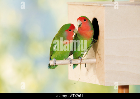 Pfirsich-faced Lovebird. Zu zweit am Nistkasten / Agapornis Roseicollis Stockfoto