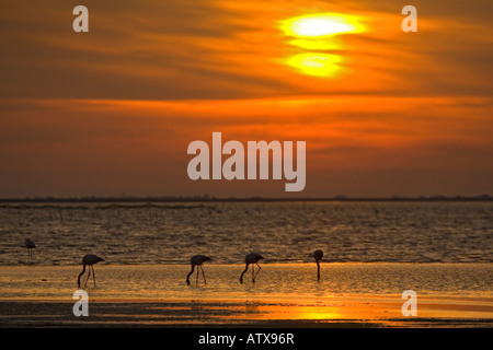 Größere Flamingos (Phoenicopterus Roseus) in der Morgendämmerung, Camargue, Frankreich Stockfoto