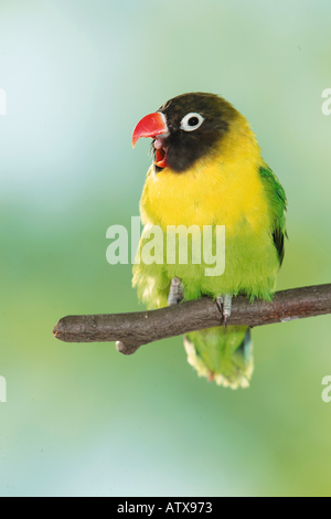 maskierte Lovebird auf Zweig / Agapornis Personatus Stockfoto