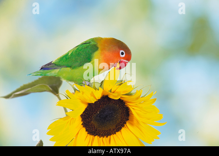 Fischers Lovebird an Sonnenblume knabbern / Agapornis Fischeri Stockfoto