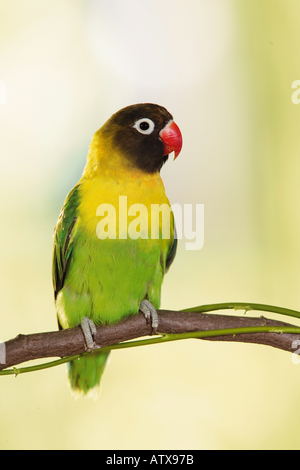 maskierte Lovebird auf Zweig / Agapornis Personatus Stockfoto