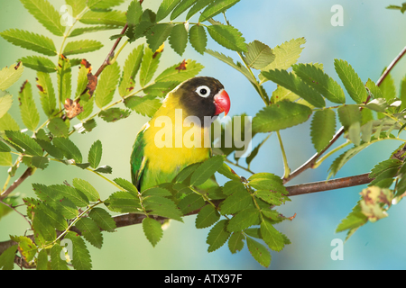 maskierte Lovebird auf Zweig / Agapornis Personatus Stockfoto