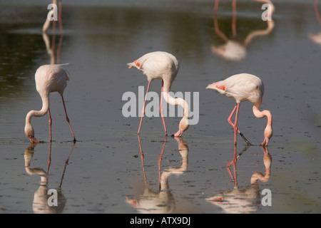 Größere Flamingo Phoenicopterus Ruber Camargue Stockfoto